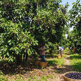 Live Black Jambu Plum Fruit Tree, 6-8 Inch Plant For Home Orchard Garden