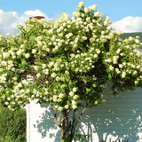 Live Green Hydrangea Tree Plant, Large-Bloom Flower Shrub, 6-12 Inches Tall