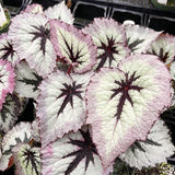 2 Live Fire Begonia Maculata Plants, Angel Wing, Polka Dot, 5-9 Inches