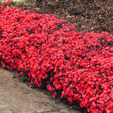 Live Red Creeping Phlox Plant, 4-7 Inch Perennial Ground Cover Flowering