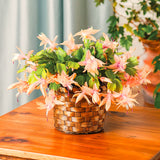 2 Live Salmon Christmas Cactus Plants, 3-6 Inch Indoor Outdoor Houseplants