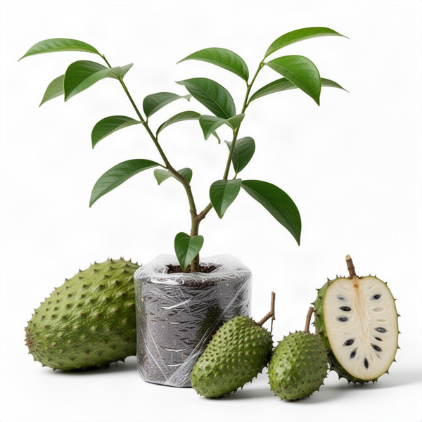 Live Soursop Fruit Tree Seedling, 6 To 8 Inch Graviola Guanabana Plant