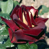 Live Dark Night Rose Bush, 5-10 Inch Tall Starter Plant, Fragrant Blooms