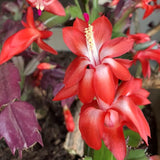 2 Live Red Christmas Cactus Plants, 4-7 Inch Holiday Flower Houseplants