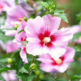 2 Rose Of Sharon Pink Flowering Shrubs, Live Bare Root Plants, 1-2 Ft Tall