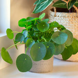 3 Pilea Peperomioides Live Houseplants, Money Plant, 3-5 Inches Height