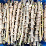Live Sweet Yuca Cassava Plant, 6-9 Inch Garden Vegetable For Outdoor Use