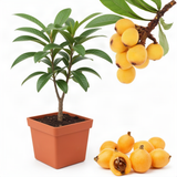 Live Loquat Fruit Tree Plant, 5-9 Inches Tall, Cold-Hardy Garden Potted