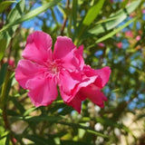 3 Live Pink Oleander Plants, Well-Rooted Flowering Shrubs, 4-6 Inches Tall