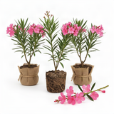 3 Live Pink Oleander Plants, 4-6 Inch Tall Flowering Shrubs For Zones 8-10