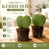 2 Live Hoya Kerrii Plants, 5-7 Inch Green Heart-Shaped Indoor Succulents