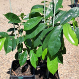 Live Guanabana Soursop Tree, 6-10 Inch Potted Tropical Fruit Tree Plant