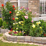 2 Mixed Rose Bush Live Plants, Well-Rooted Starter Plants, 5-9 Inches Tall
