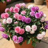 2 Live Double Impatiens Starter Plants, Assorted Colors, 3-5 Inches Tall