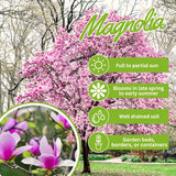 2 Jane Live Flowering Trees, 6-12 Inches Tall, In 2.5-Inch Garden Pots