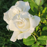 Live White Rose Plant, 5-10 Inch Tall, Well-Rooted Bush For Garden Planting