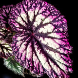 2 Live Fire Begonia Maculata Plants, Angel Wing, Polka Dot, 5-9 Inches