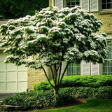 Live Kousa Dogwood Ornamental Tree, 8-10 Inches Tall, Quart Potted Plant