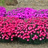 4 Live Red Dianthus Plants, Perennial Flowers For Outdoor Garden Planting