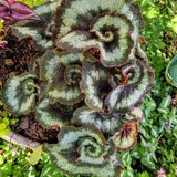 3 Live Begonia Maculata Plants, Silver Green Angel Wing, 5-9 Inches Tall