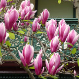 Ann Magnolia Live Tree Plant, Ornamental, 6-12 Inch Tall, 2.5 Inch Pot