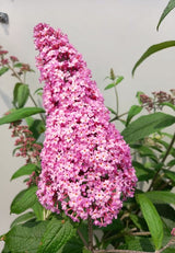 2 Live Pink Butterfly Bush Plants, Perennial Flower Shrubs, 4-7 In Tall