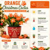 2 Live Orange Christmas Cactus Plants, 4-8 Inch Indoor Holiday Houseplants