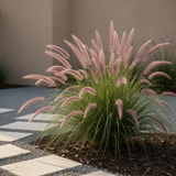 2 Live Fountain Grass Plants, 5-9 Inch Starters For Borders And Landscaping