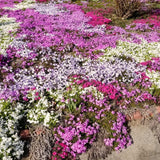 3 Live Creeping Phlox Plants, Mixed Flowers, 4-7 Inch Landscaping Starts