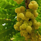 Live Star Gooseberry Tree, 18-26 Inch Fruit Shrub, Potted Outdoor Plant