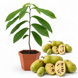 Live Pawpaw Fruit Tree In Pot, Well-Rooted Plant Measuring 6-12 Inches