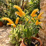 2 Live Plants, Yellow Shrimp Flowering Garden Shrubs, 4-7 Inches Tall Each