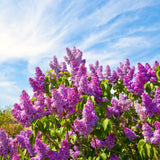 Purple Lilac Live Plant, Quart Pot, 6-12 Inch Tall Outdoor Perennial Shrub
