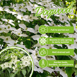Live Kousa Dogwood Tree, 2.5 Inch Pot, Spring-Flowering Landscape Plant