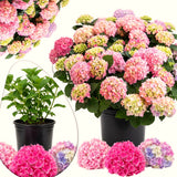 Live Hydrangea Shrub, Pink To Blue-Purple Blooms, 5-9 Inches Tall Plant