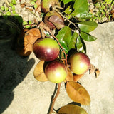 Live Star Apple Fruit Tree, 10-14 Inch Height In Half-Gallon Pot Plant