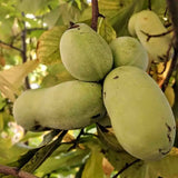 Quart Pot Pawpaw Live Fruit Tree, 6-12 Inches Tall, For Outdoor Gardens
