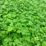 Live Drumstick Tree Plant, Moringa Oleifera Perennial Herb, 4 Inch Pot