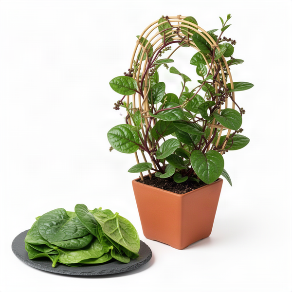 Live Malabar Spinach Vegetable Plant, 4 Inch Pot, 4-6 Inches Tall, Climbing