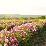 2 Fragrant Live Rose Bush Plants, Mixed Well-Rooted Starters, 7-10 In Tall