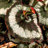 2 Live Begonia Angel Wing Maculata Plants, Silver Green, 5-9 Inches Tall