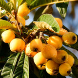 Live Loquat Fruit Tree, 5-9 Inches Tall In 4-Inch Pot, Garden Planting