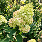Live Green Hydrangea Shrub, Flowering Plant In 6-12 Inch Pot For Patio