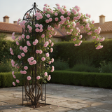 Light Pink Climbing Rose Live Plant, Fragrant Reblooming Flowering Bush