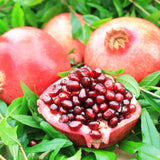 2 Pomegranate Fruit Trees, Wonderful Live Tree Plants, 5-10 Inches Tall