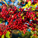Berry Shrub, Live Red Chokecherry Plant, 8-14 Inches Tall, 2.5-Inch Pot