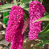 Live Raspberry Buddleia Butterfly Bush 5-9 In Tall, Spring Planting, No Pot