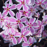 Creeping Phlox Live Plant, Perennial Ground Cover Flower, 4-7 Inches Tall