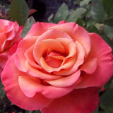 Live Coral Rose Bush, Fragrant Heirloom Starter For Planting, 5-10 Inch