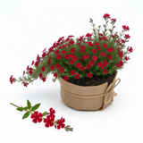 Red Creeping Phlox Starter Plant, 2-3 Inch Live Ground Cover Perennial